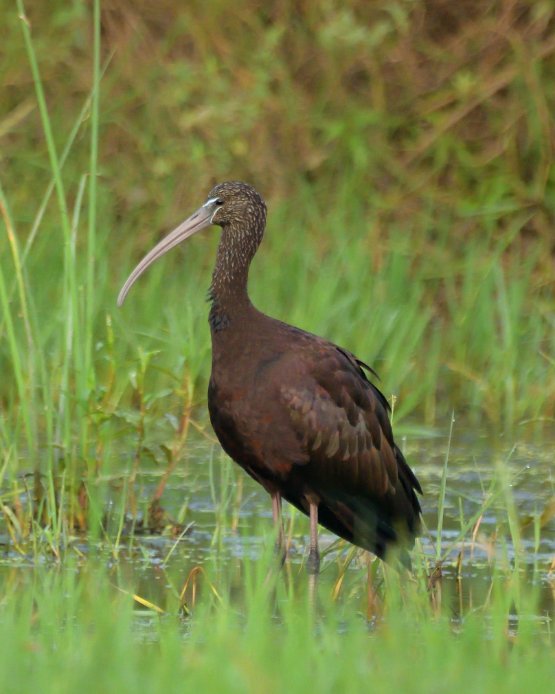 Glossy Ibis