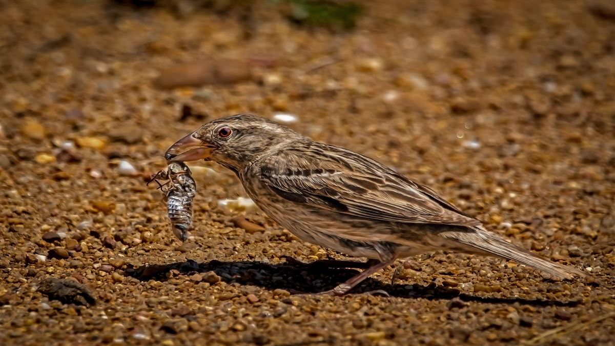 Rock Sparrow