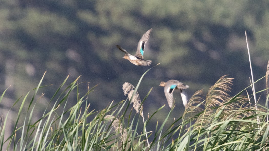 Eurasian Teal