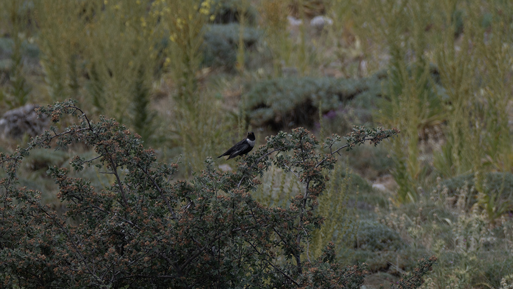 Ring Ouzel