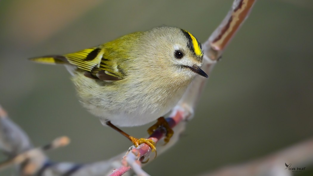 Goldcrest