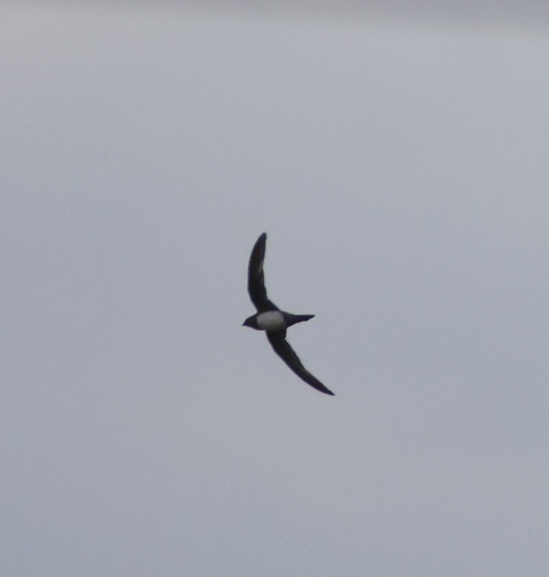 Alpine Swift
