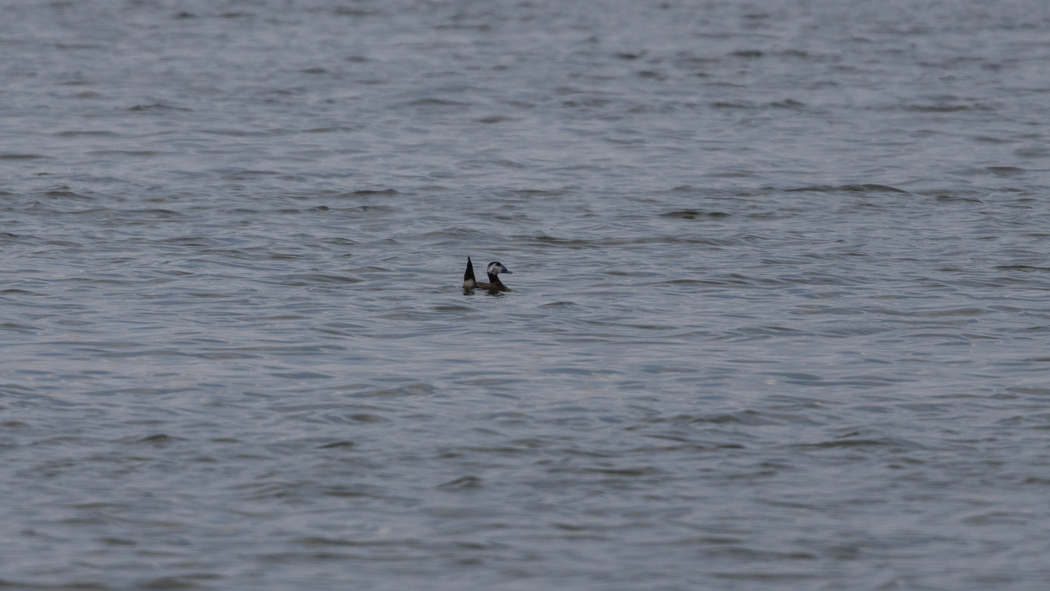 White-headed Duck