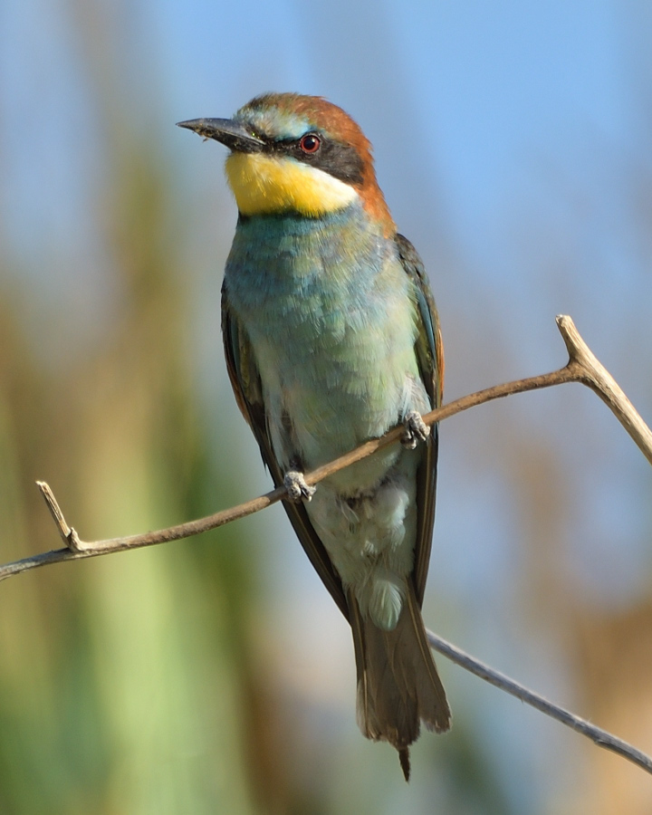 European Bee-eater