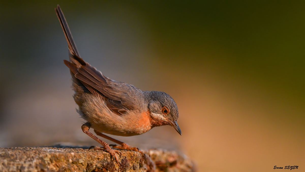 Subalpine Warbler