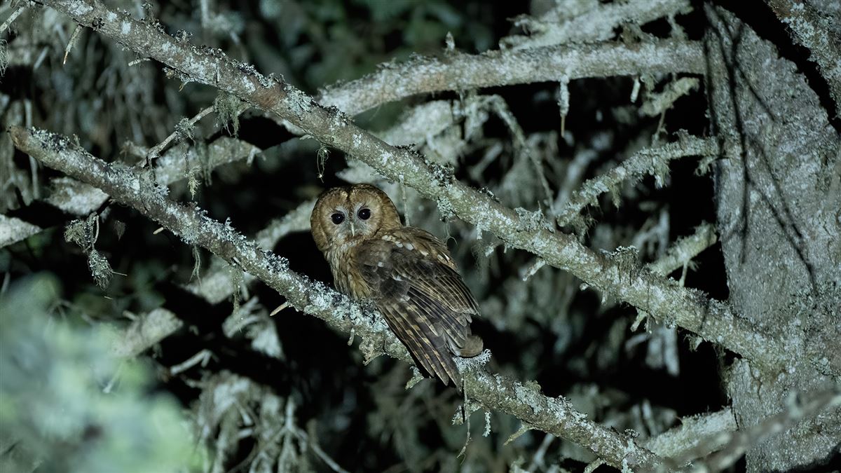 Tawny Owl