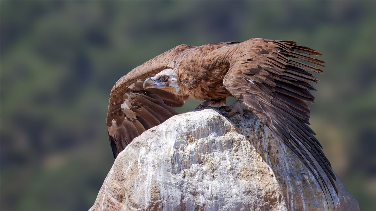 Cinereous Vulture