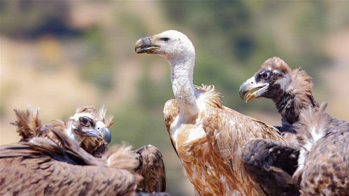 Griffon Vulture