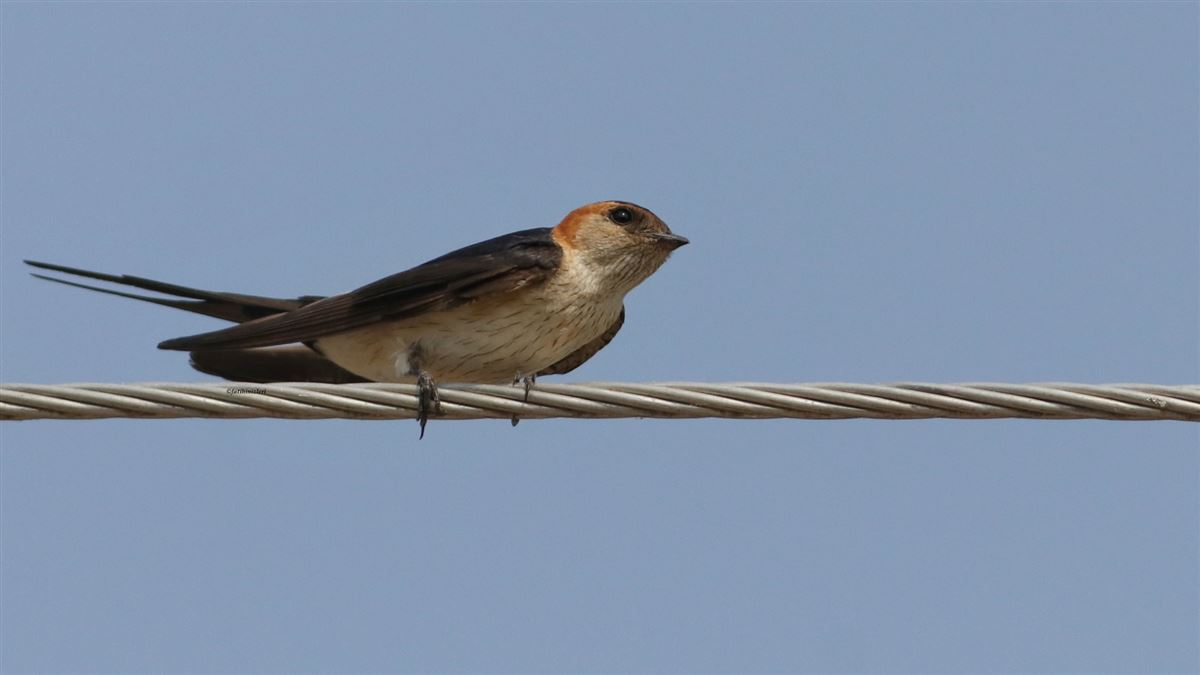 European Red-rumped Swallow