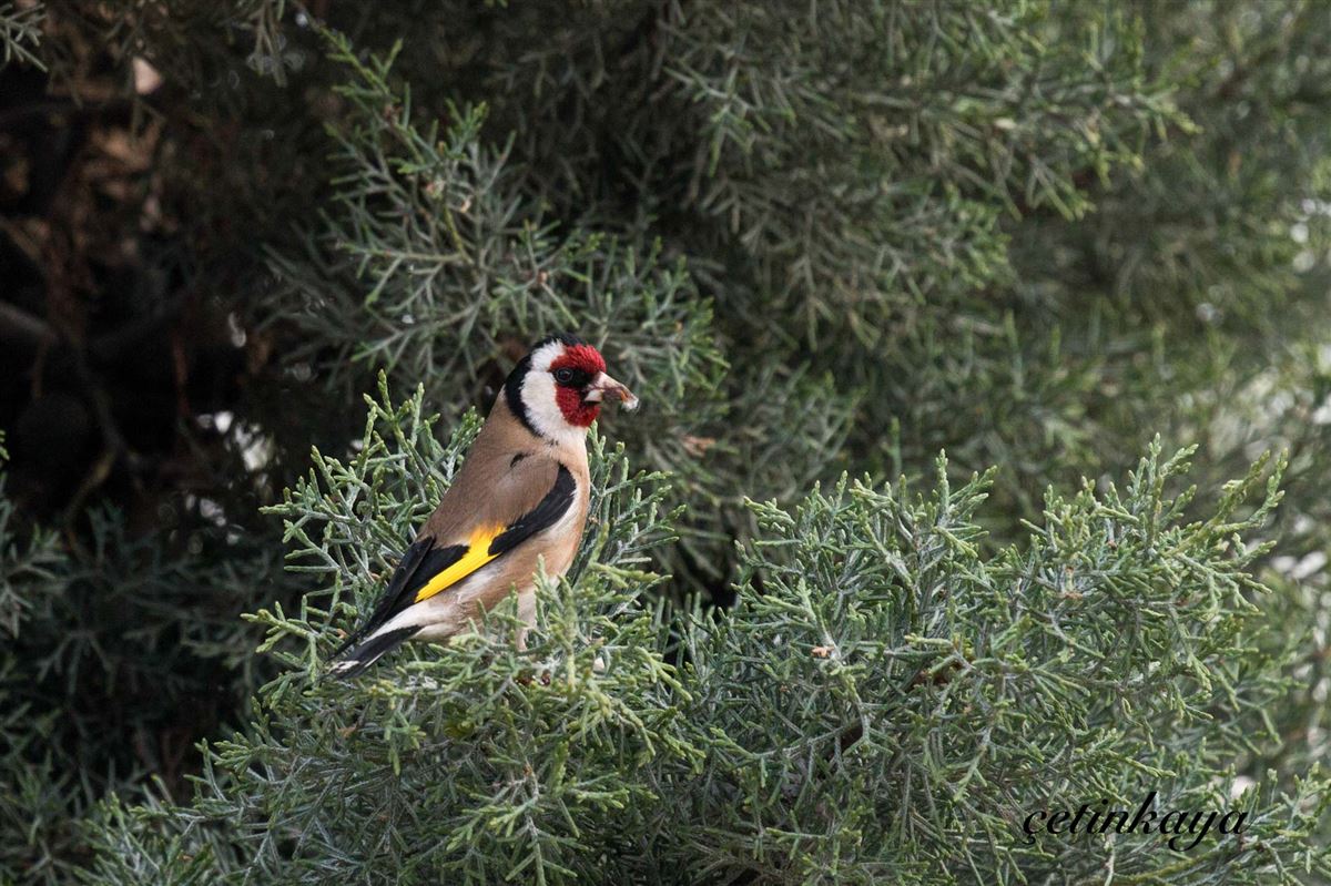 European Goldfinch