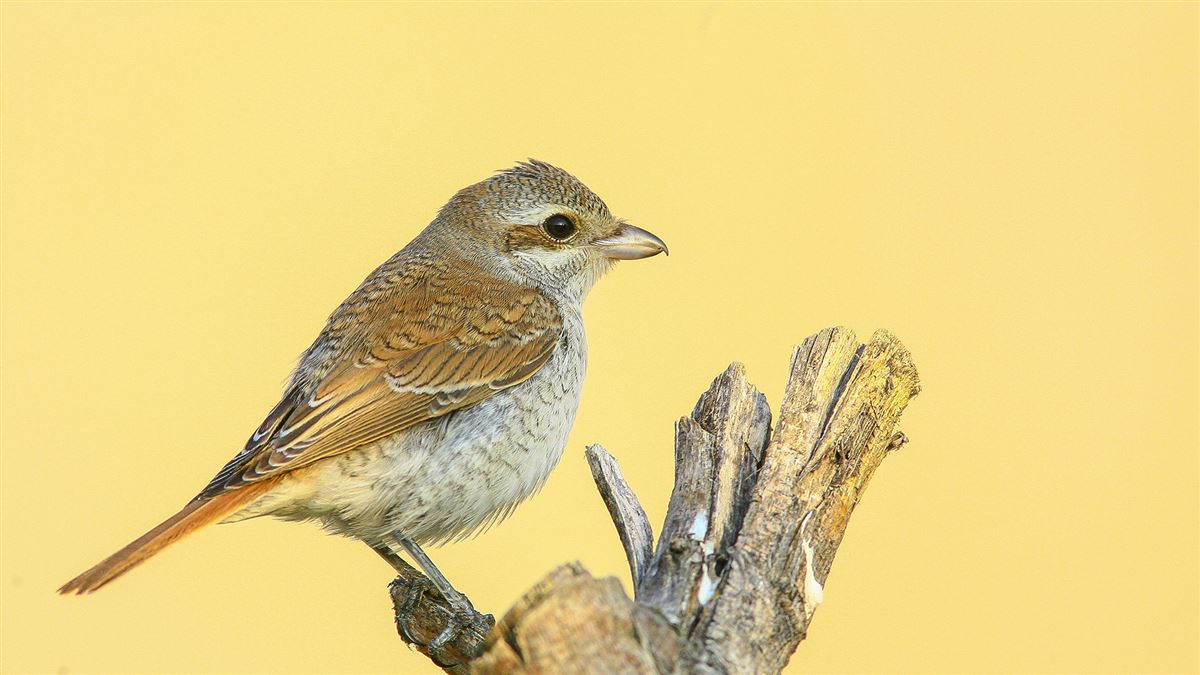 Red-backed Shrike