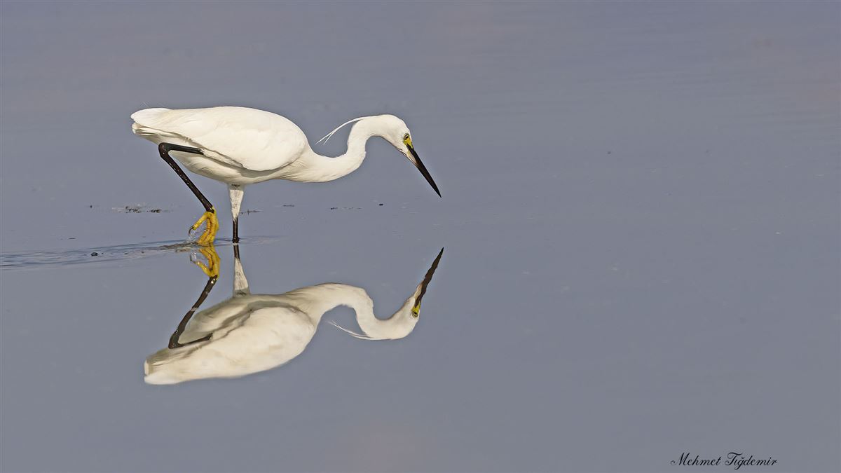 Little Egret