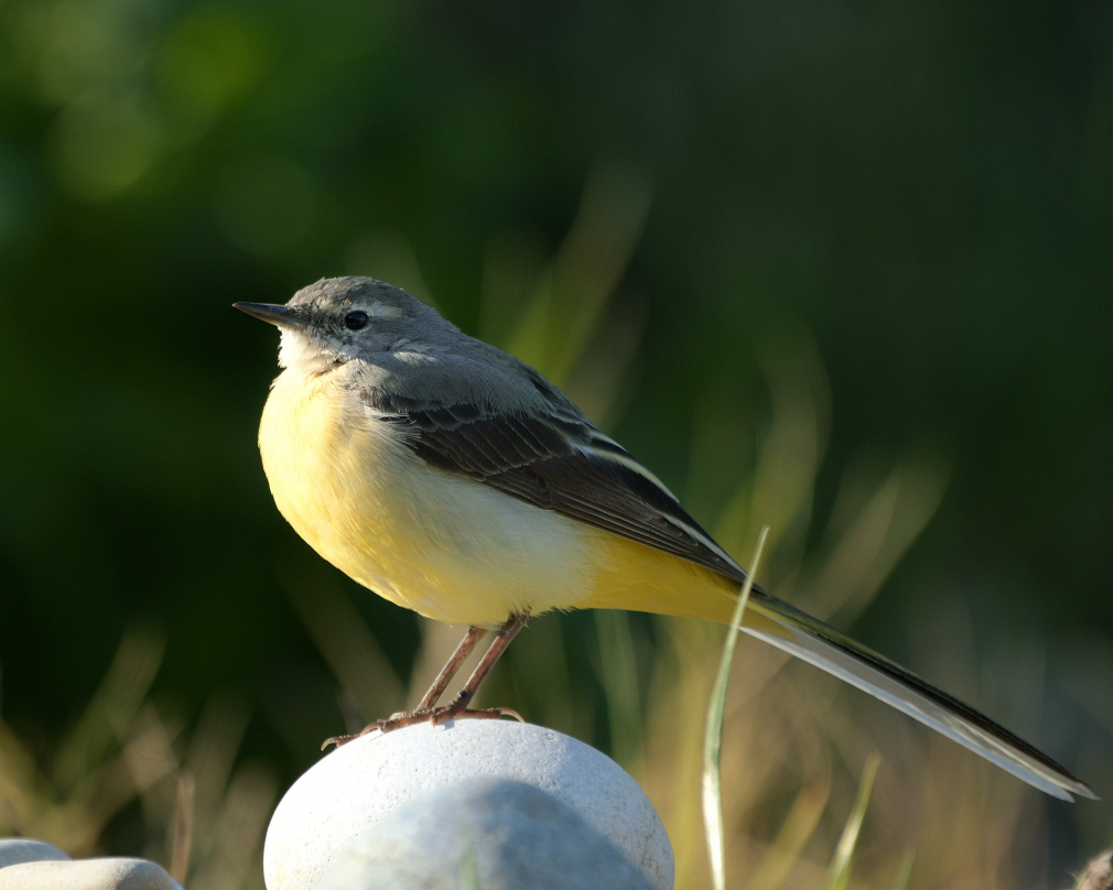 Grey Wagtail