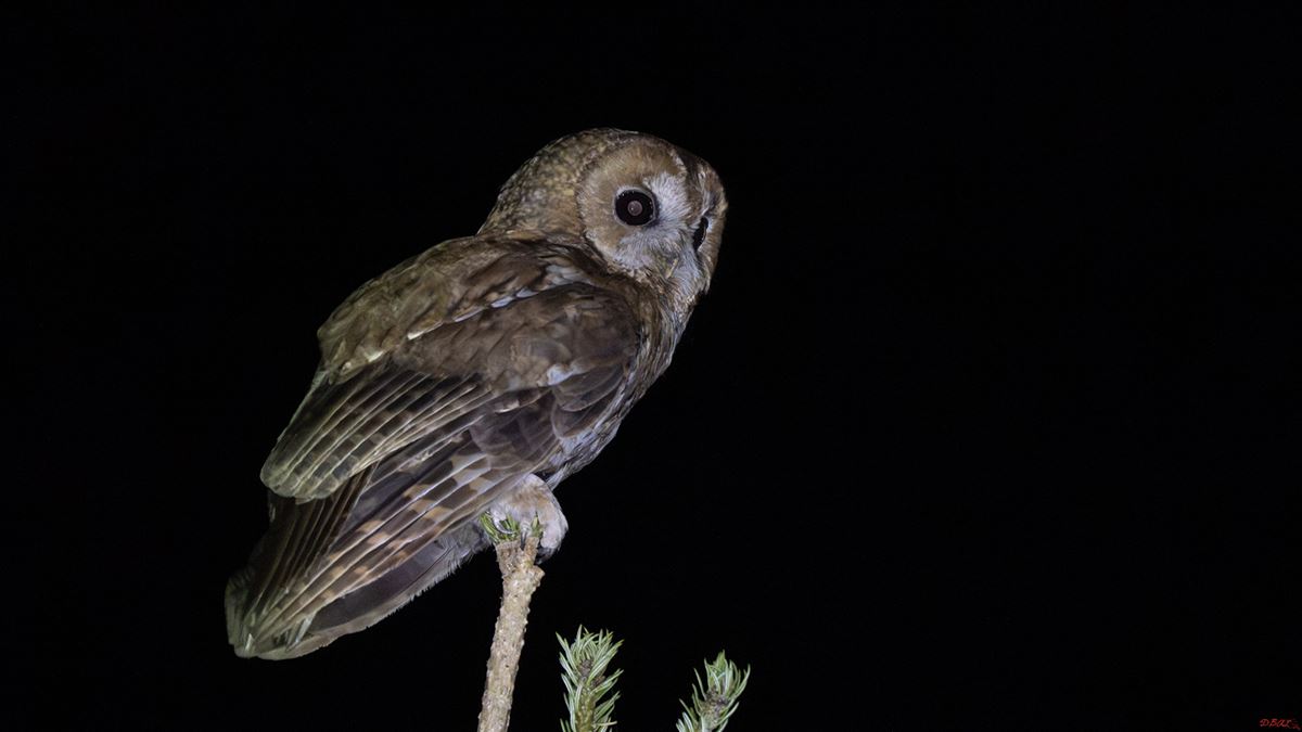 Tawny Owl