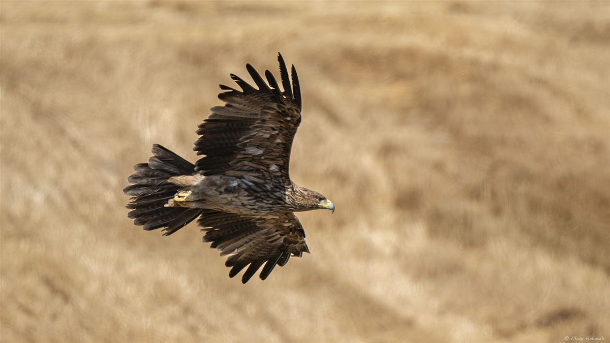 Eastern Imperial Eagle