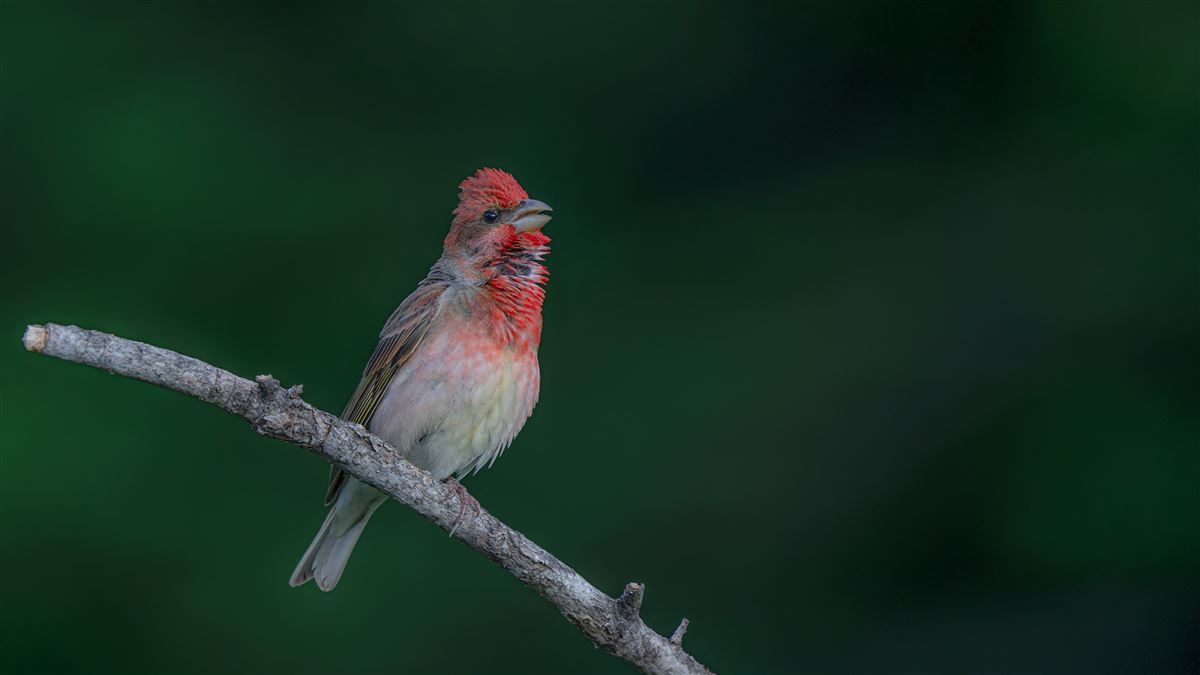 Common Rosefinch