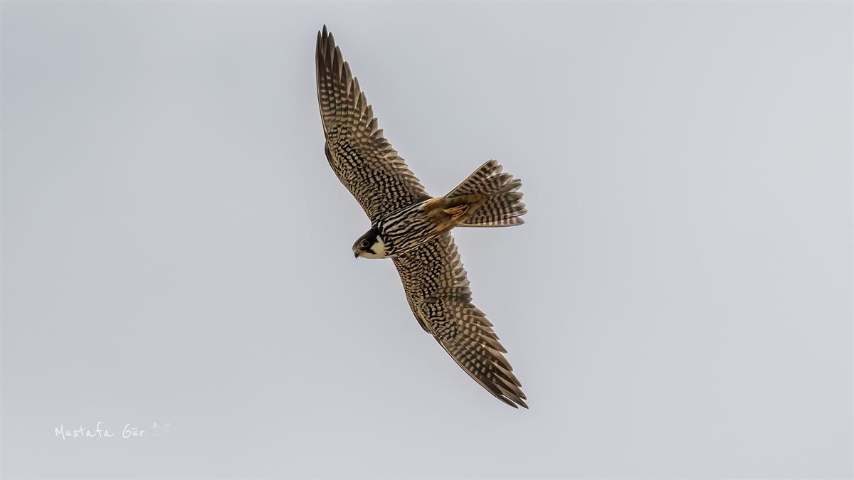 Eurasian Hobby