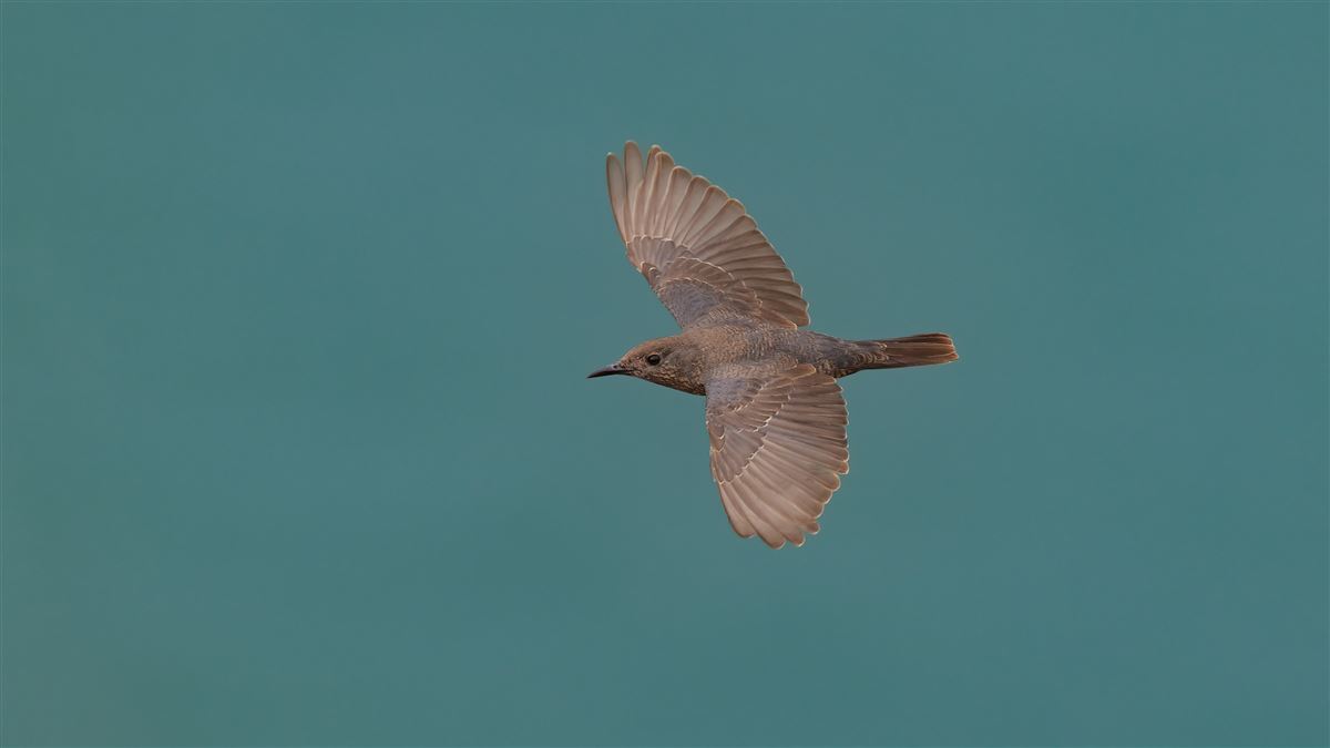 Blue Rock Thrush
