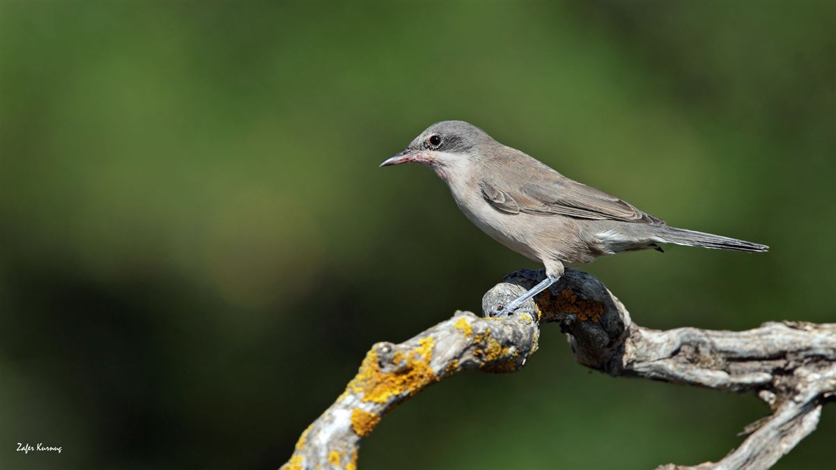 Lesser Whitethroat