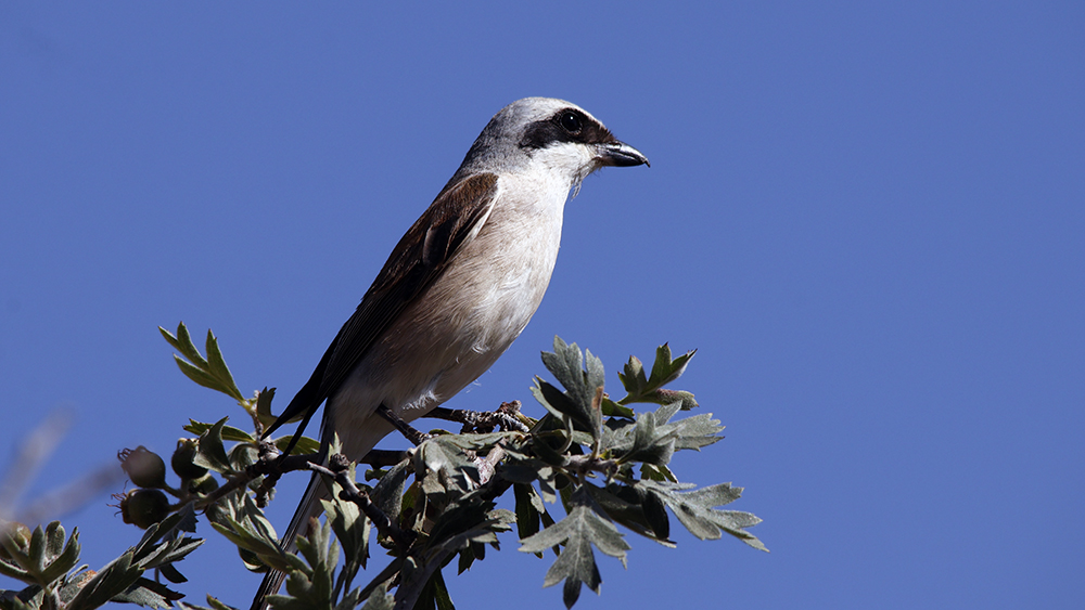 Red-backed Shrike