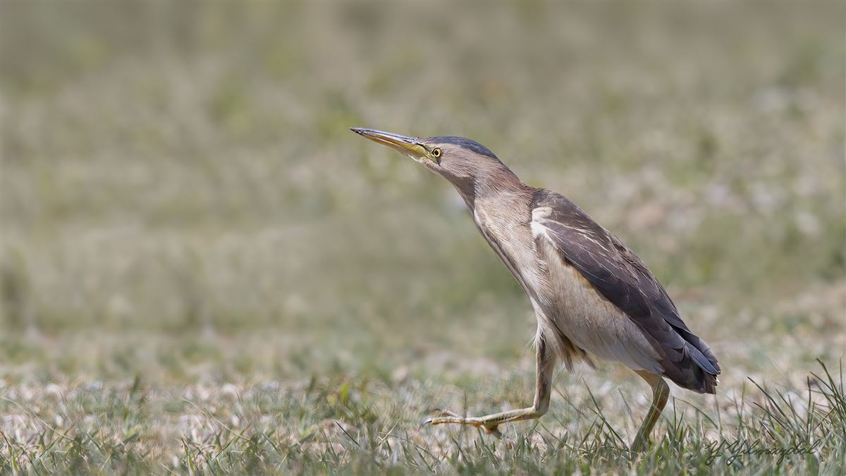 Little Bittern
