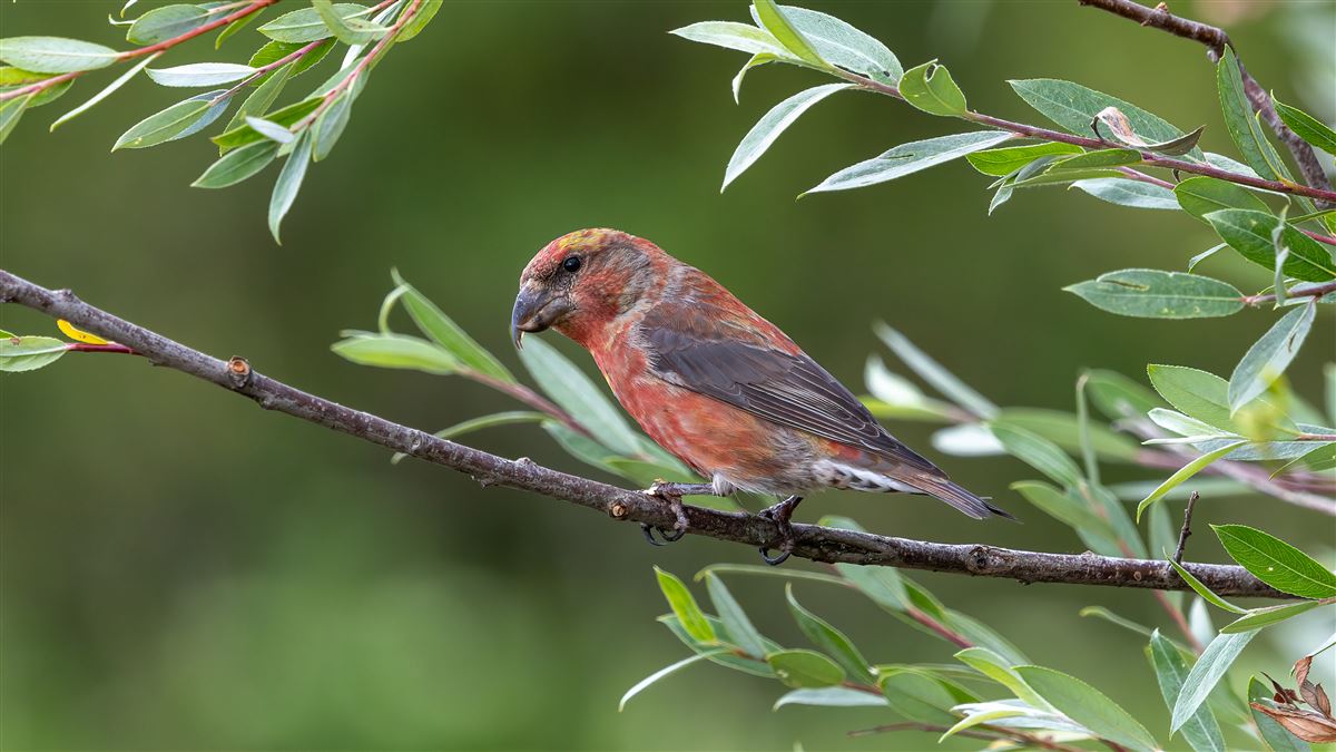 Red Crossbill