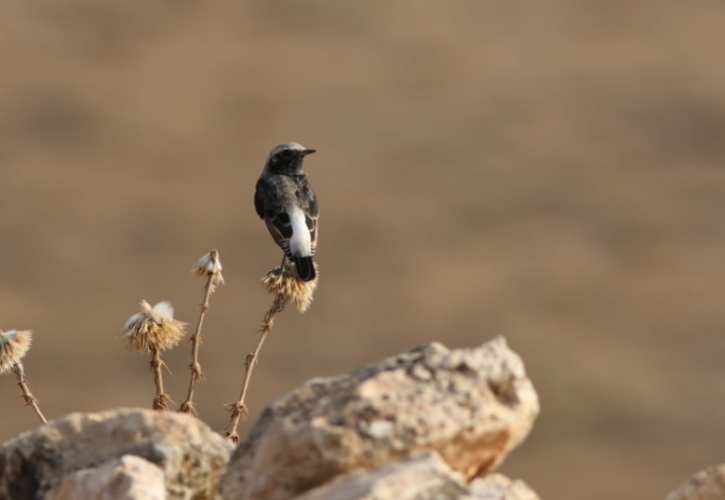 Mourning Wheatear