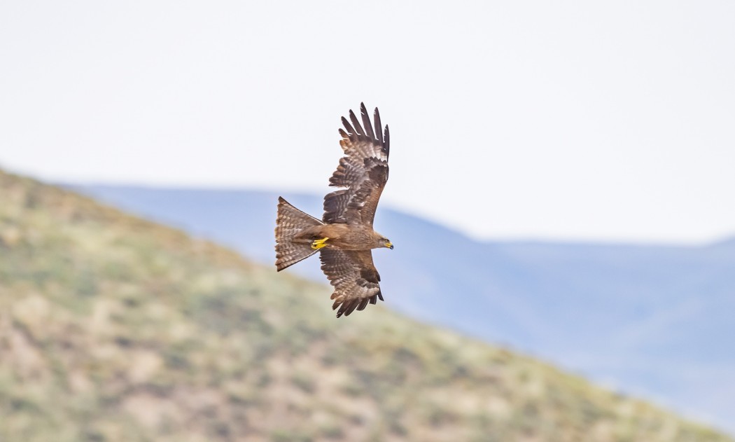 Black Kite
