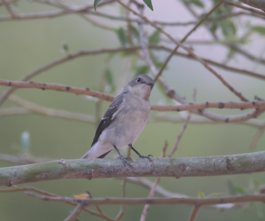 Semicollared Flycatcher