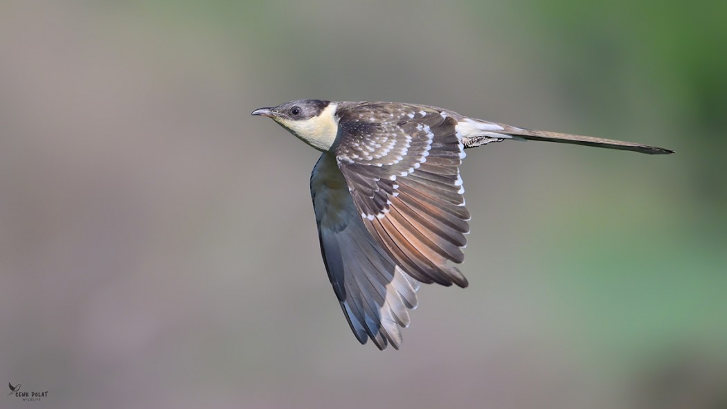 Great Spotted Cuckoo