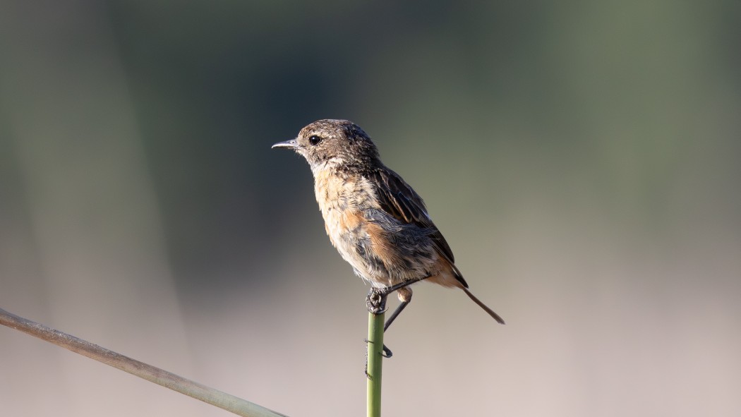 European Stonechat