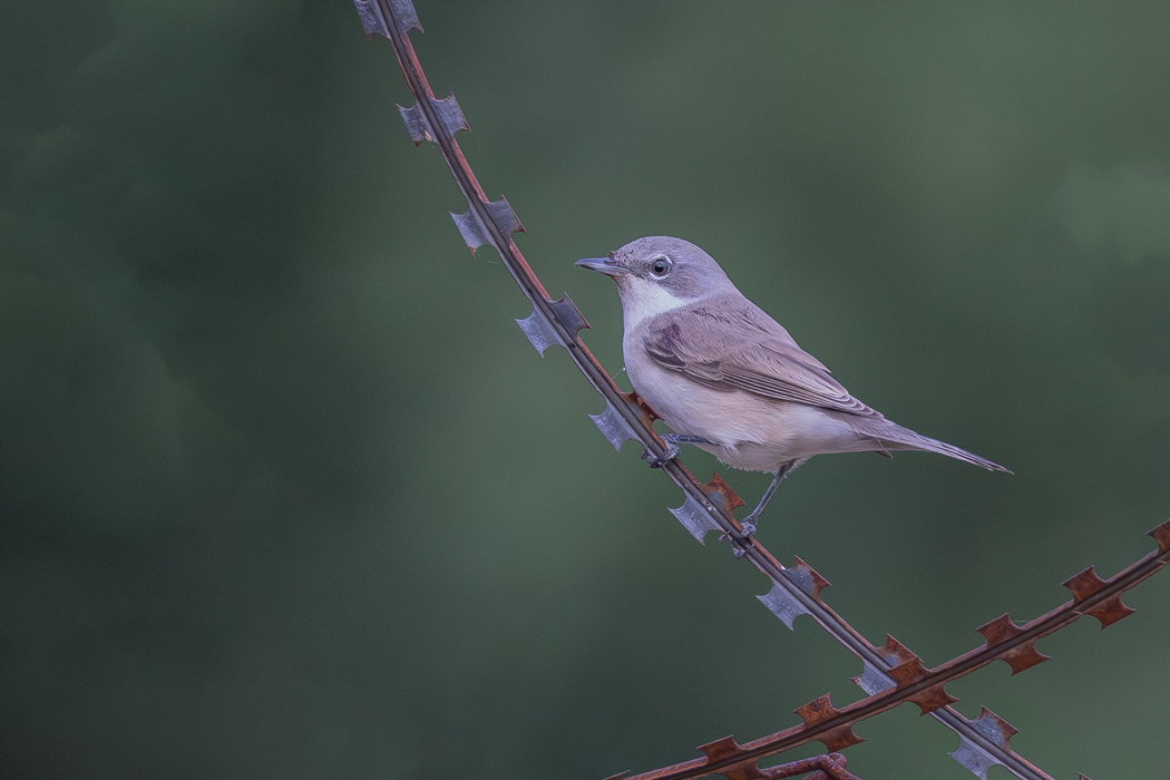 Lesser Whitethroat