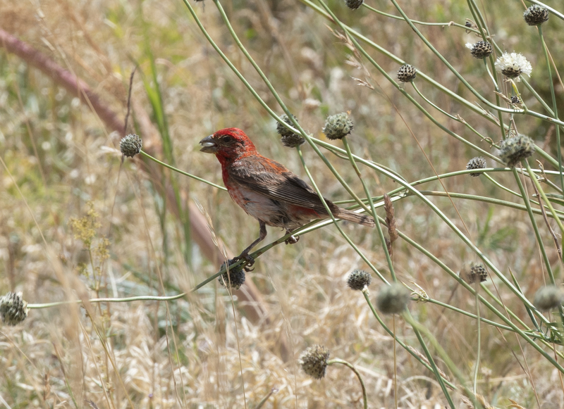 Common Rosefinch