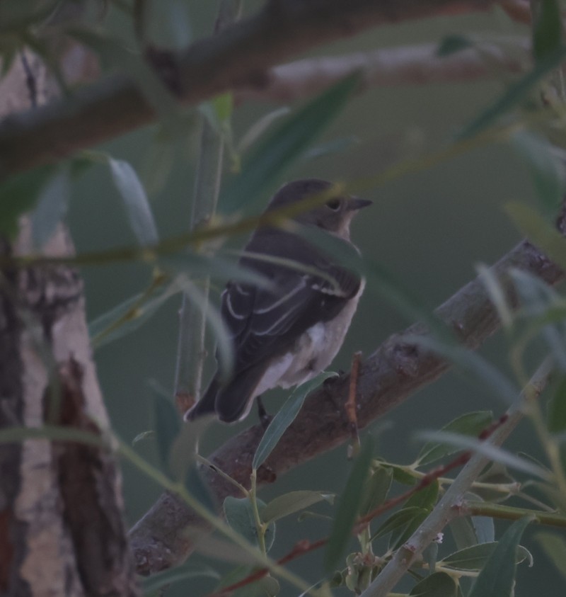 Semicollared Flycatcher