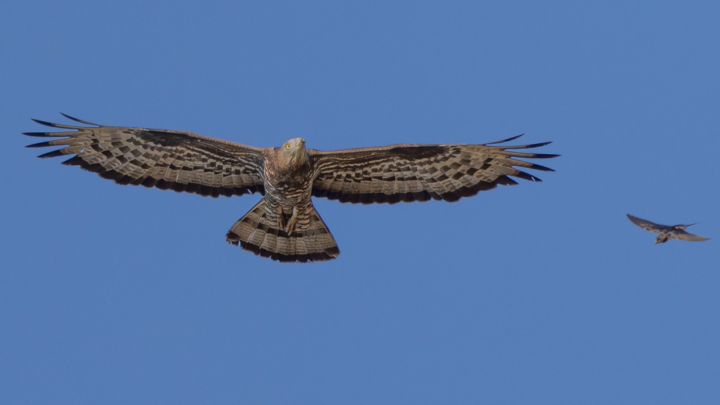 European Honey Buzzard