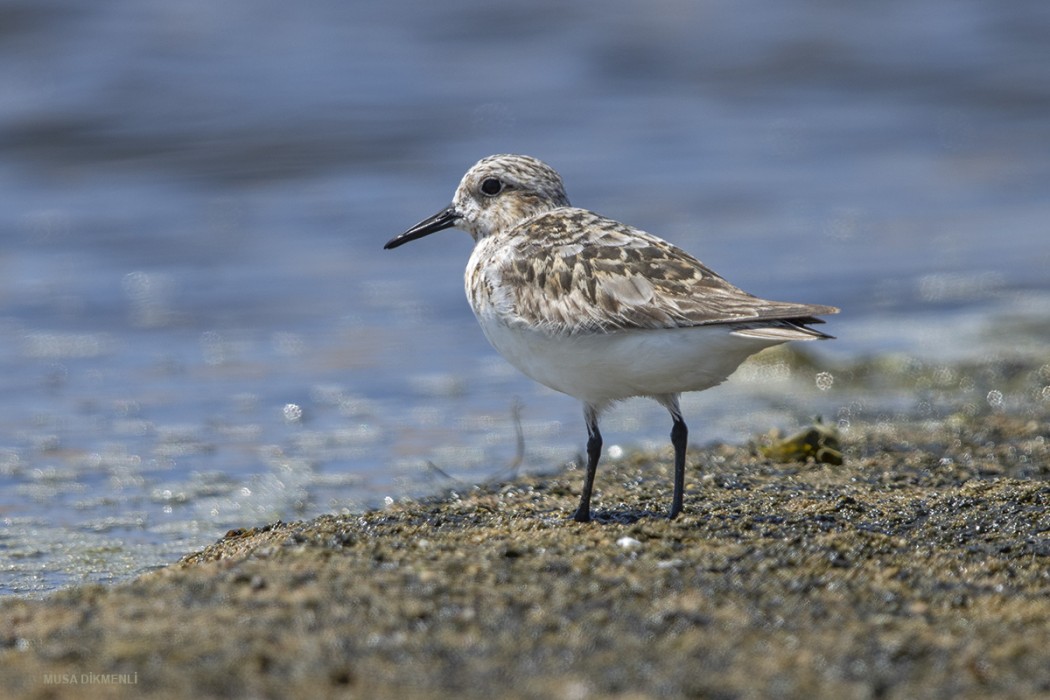 Sanderling
