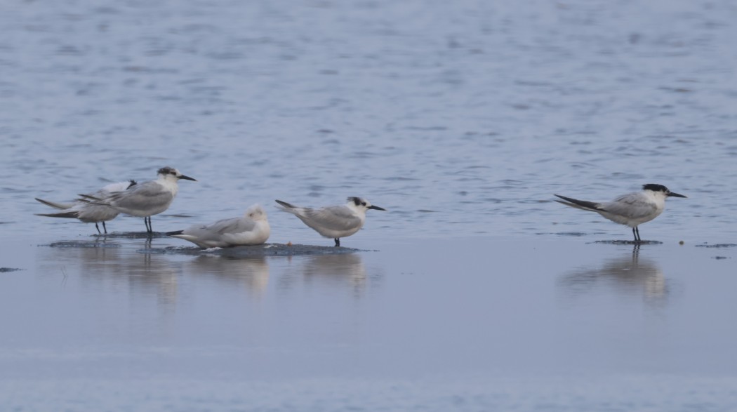 Sandwich Tern