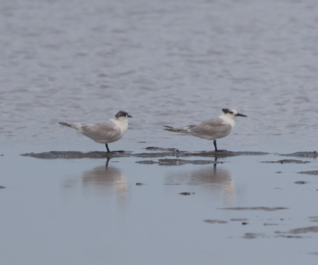 Sandwich Tern