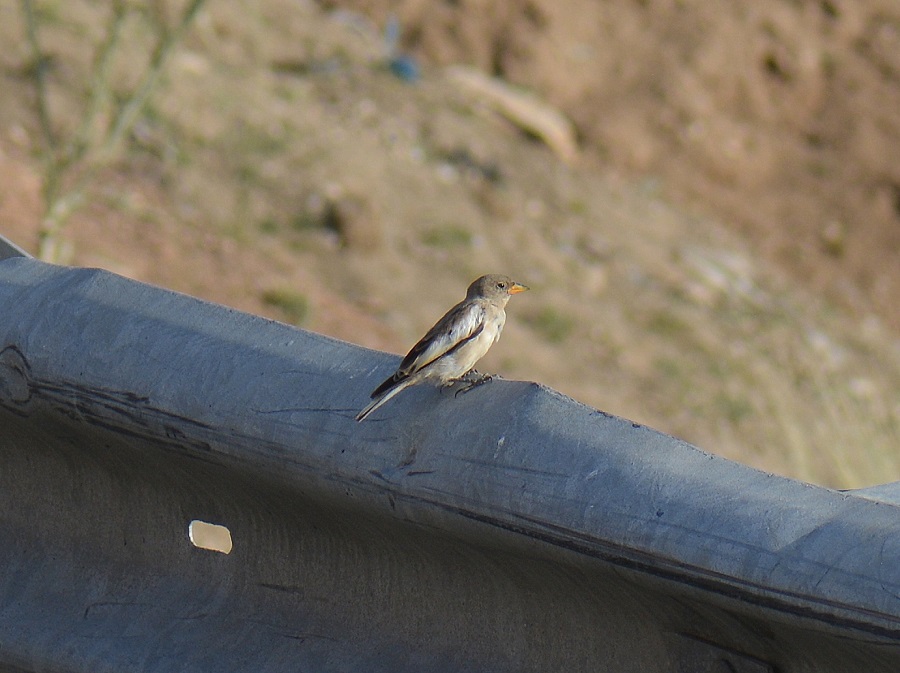 White-winged Snowfinch