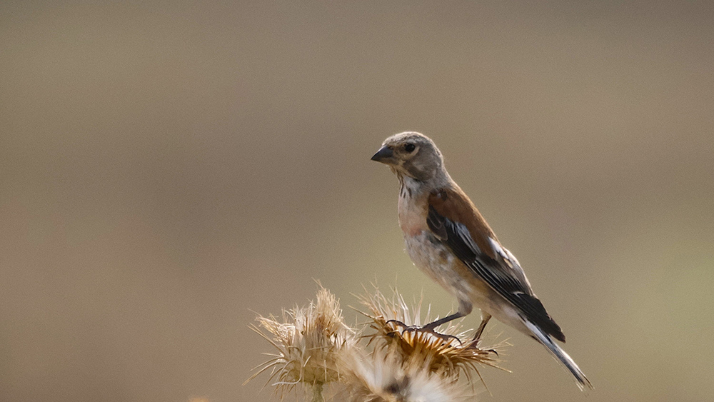 Common Linnet