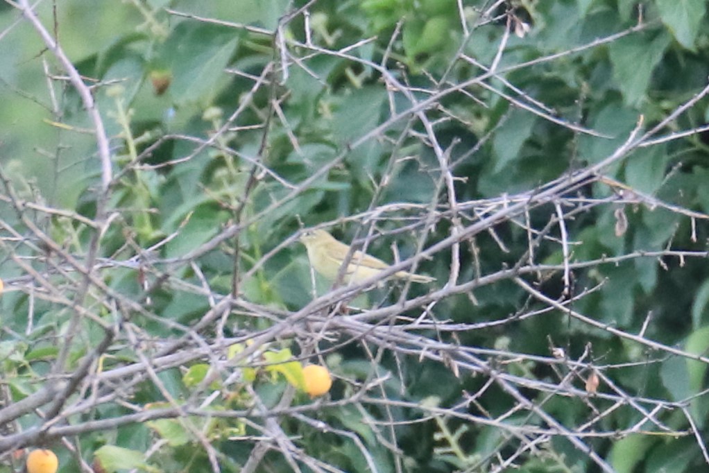 Icterine Warbler