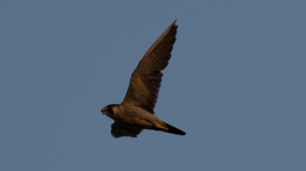 Peregrine Falcon