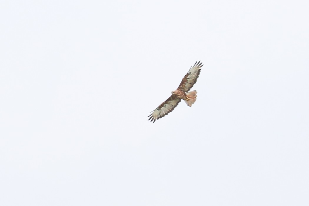 Long-legged Buzzard