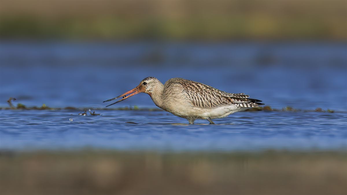 Bar-tailed Godwit
