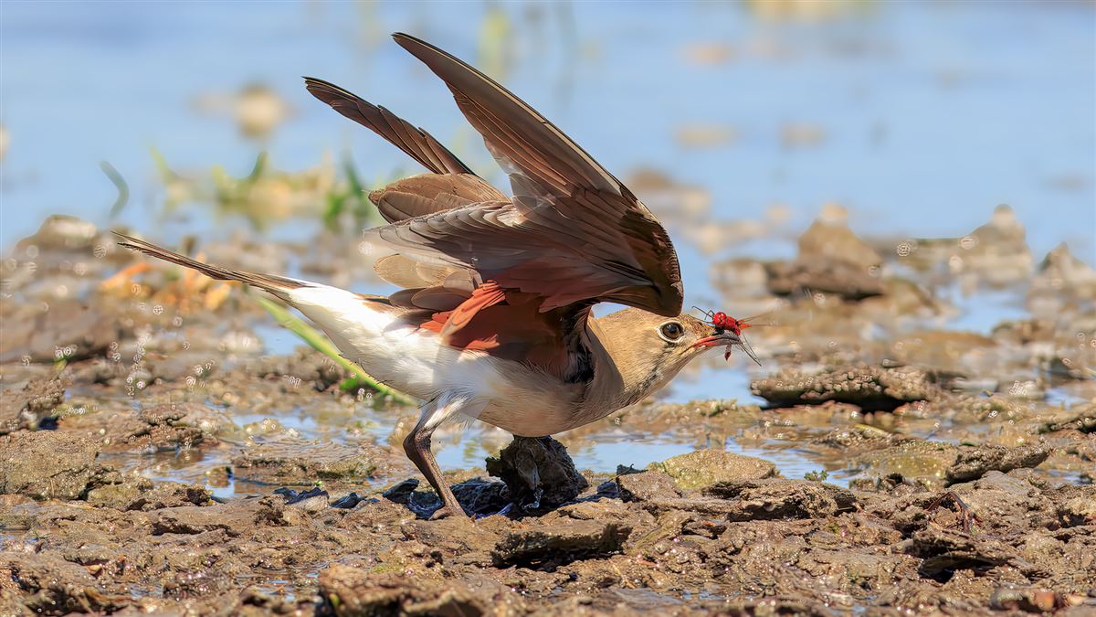 Collared Pratincole