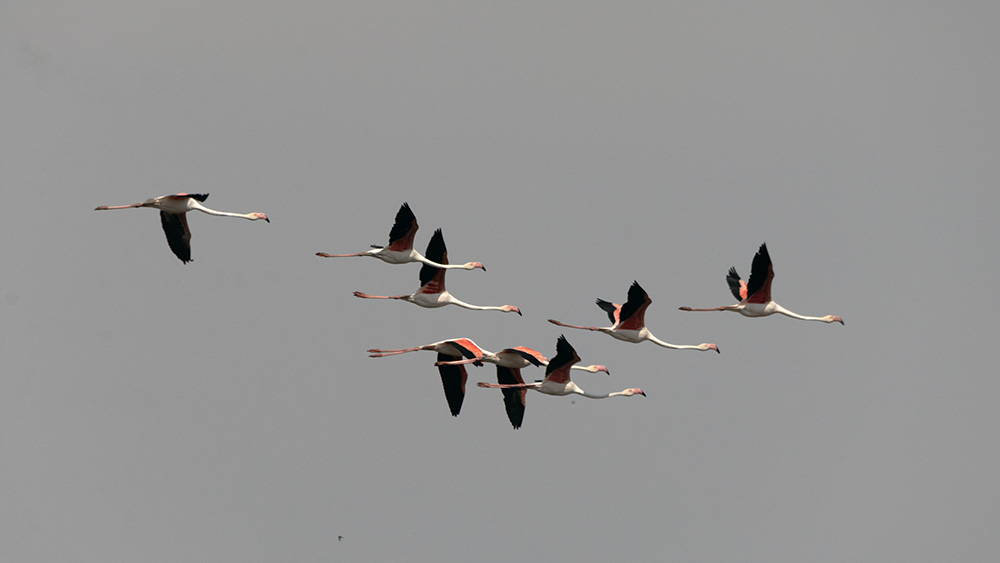 Greater Flamingo