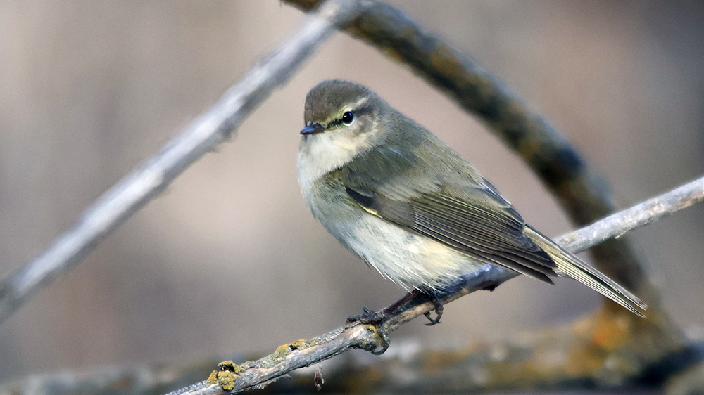 Common Chiffchaff
