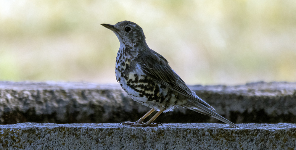 Mistle Thrush