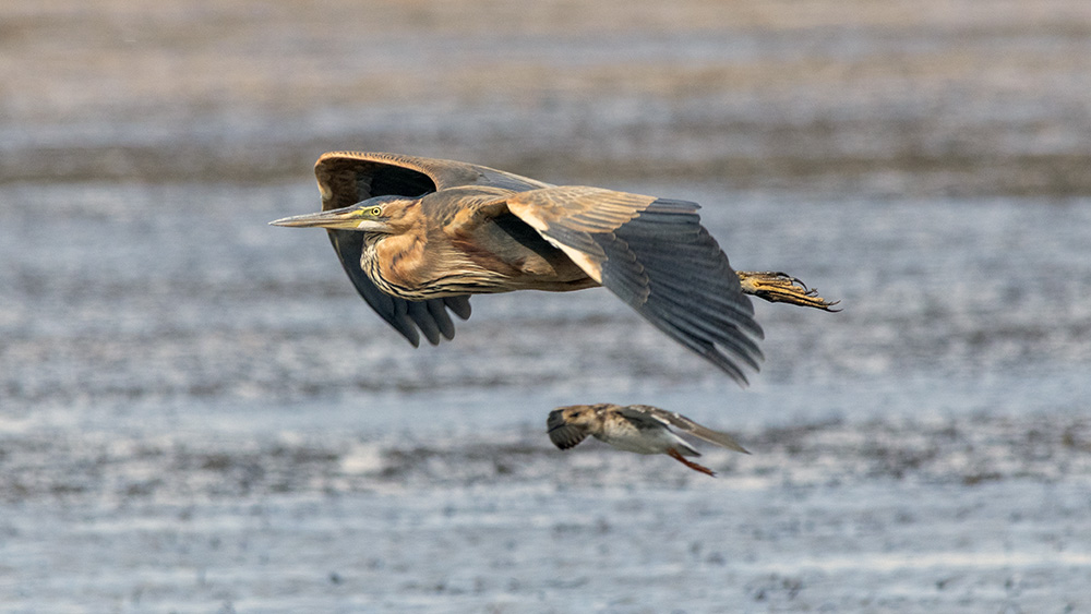 Purple Heron
