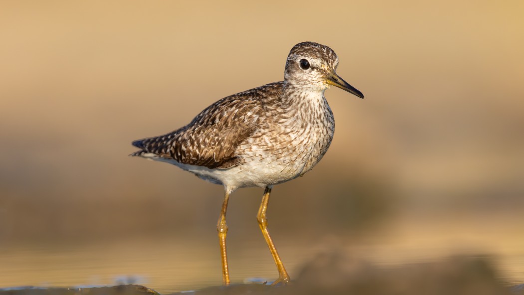 Wood Sandpiper